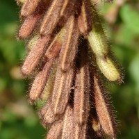 Indigofera hirsuta L.